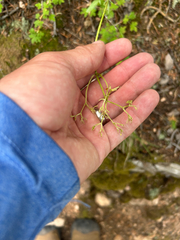 Valeriana saxatilis