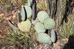 Opuntia santa-rita