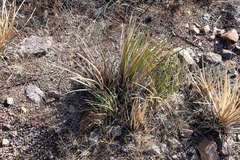 Agave schottii schottii