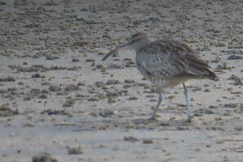 iNaturalist image
