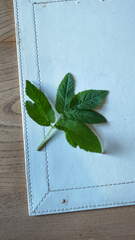 Aegopodium podagraria