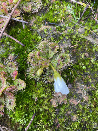 scented sundew