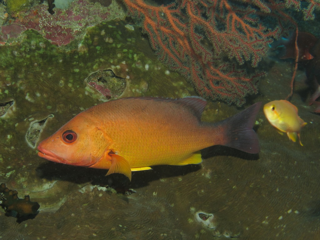 Papuan Snapper