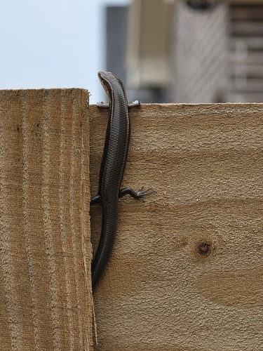 Four-lined Skink