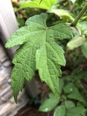 Ampelopsis glandulosa