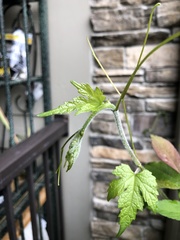 Ampelopsis glandulosa