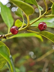 Ilex canariensis, photograph (c) Daniel Heras González, some rights reserved (CC BY)
