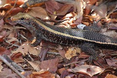 Zonosaurus laticaudatus