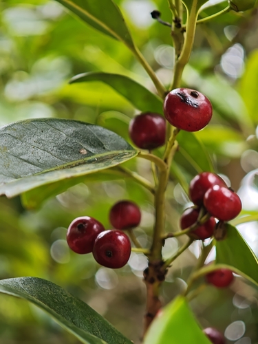 Ilex canariensis, photograph 3