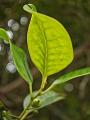 Ilex canariensis, photograph (c) Daniel Heras González, some rights reserved (CC BY)