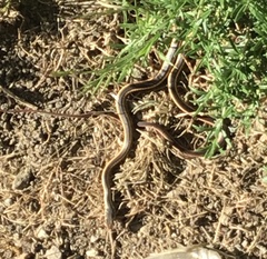 Masticophis lateralis euryxanthus