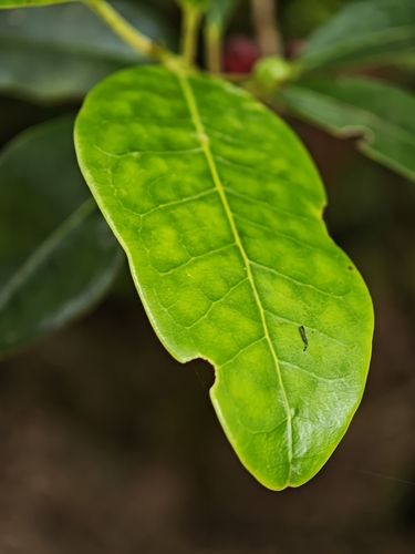 Ilex canariensis, photograph 5