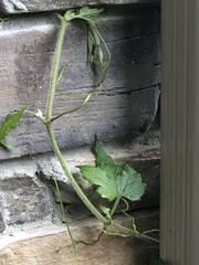 Ampelopsis glandulosa