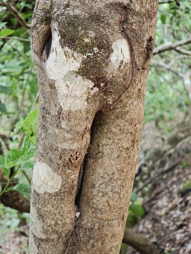 Ilex canariensis, photograph 6