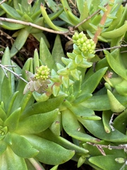 Dudleya formosa