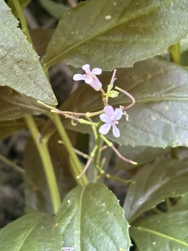 Iodanthus pinnatifidus, 2026-07-23