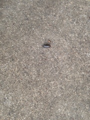 Armadillidium vulgare