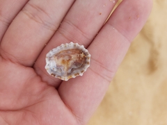 Siphonaria denticulata