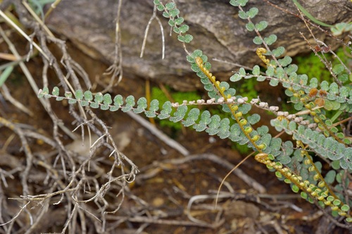 scaly cloak-fern