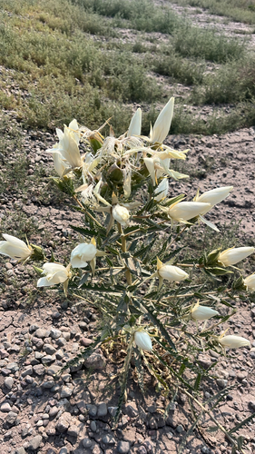 Ten-petal Stickleaf