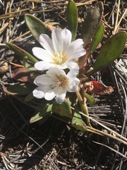 Lewisia brachycalyx