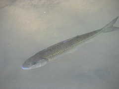 Semotilus corporalis