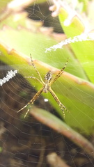 Argiope argentata