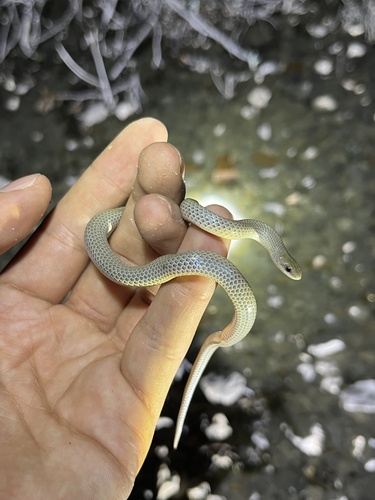Culebra suelera semianillada