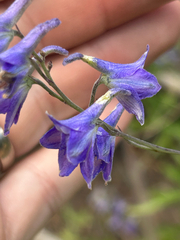 author not stated, no rights reserved Delphinium nuttallianum, photograph author not stated, no rights reserved