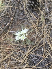Lewisia brachycalyx