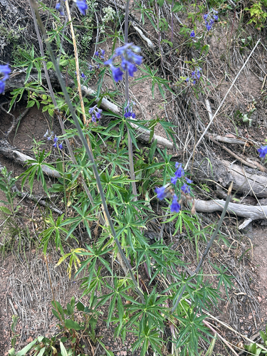 Delphinium nuttallianum, photograph 6