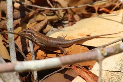 Trachylepis tandrefana