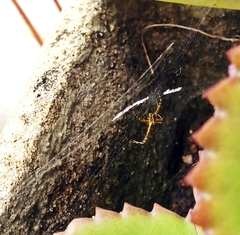 Argiope argentata