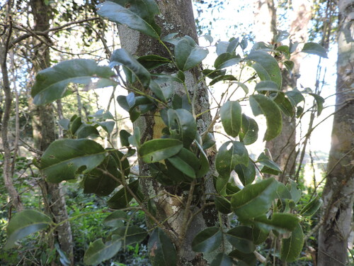 Poecilanthe parviflora, photograph 4