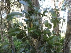 (c) Fabrício Mil Homens Riella, some rights reserved (CC BY) Poecilanthe parviflora, photograph (c) Fabrício Mil Homens Riella, some rights reserved (CC BY)