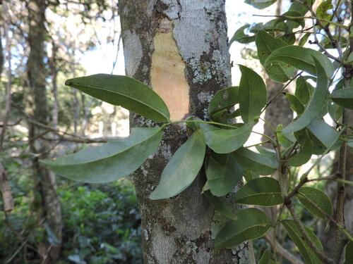 Poecilanthe parviflora, photograph 2