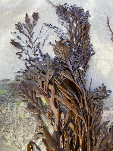 Cystophora platylobium