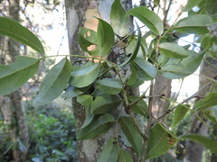 (c) Fabrício Mil Homens Riella, some rights reserved (CC BY) Poecilanthe parviflora, photograph (c) Fabrício Mil Homens Riella, some rights reserved (CC BY)