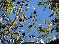(c) Fabrício Mil Homens Riella, some rights reserved (CC BY) Poecilanthe parviflora, photograph (c) Fabrício Mil Homens Riella, some rights reserved (CC BY)
