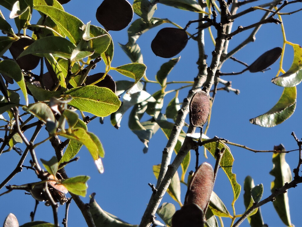 Poecilanthe parviflora; photograph (c) Fabrício Mil Homens Riella, some rights reserved (CC BY)