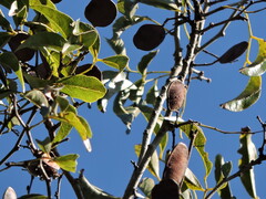 Poecilanthe parviflora