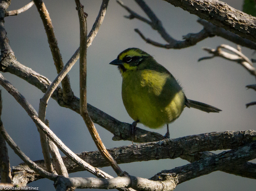 Yellow-striped Brushfinch (Atlapetes citrinellus), photo 8
