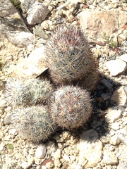 Escobaria alversonii