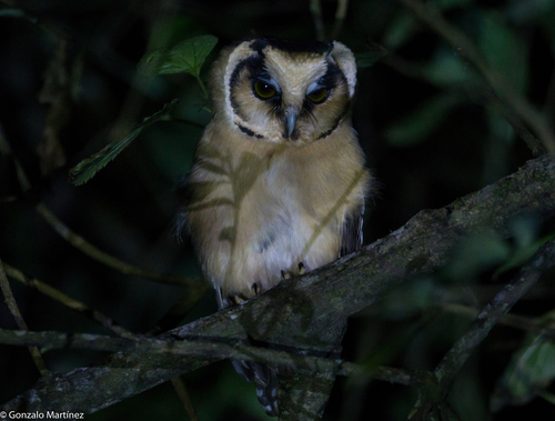 Buff-fronted Owl (Aegolius harrisii), photo 9