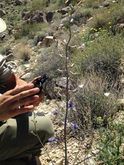 Delphinium parishii parishii