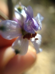 Delphinium parishii parishii
