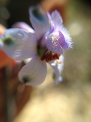 Delphinium parishii parishii