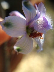 Delphinium parishii parishii