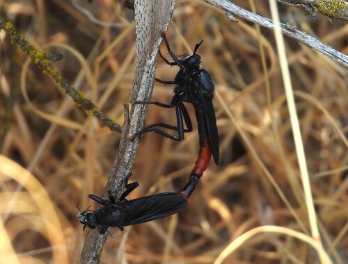 Ospriocerus