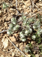 Stylocline micropoides